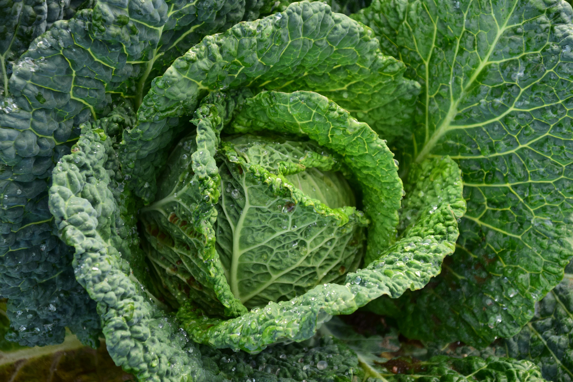 Healthy, green cabbage growing.