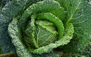 Healthy, green cabbage growing.