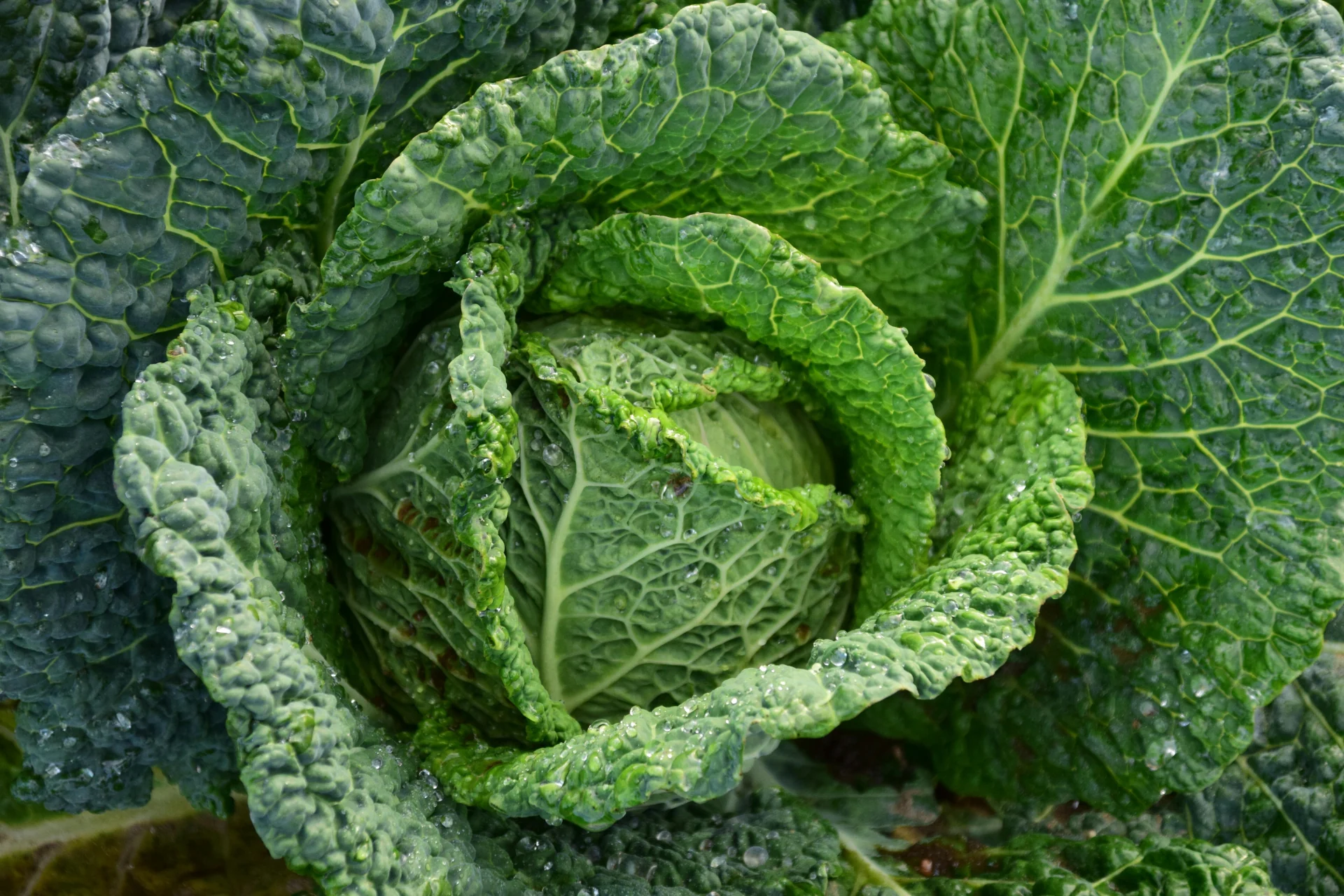 Foods That Help Increase Testosterone Naturally