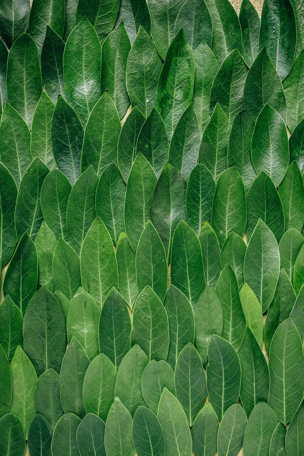Green leaves representing natural ingredients